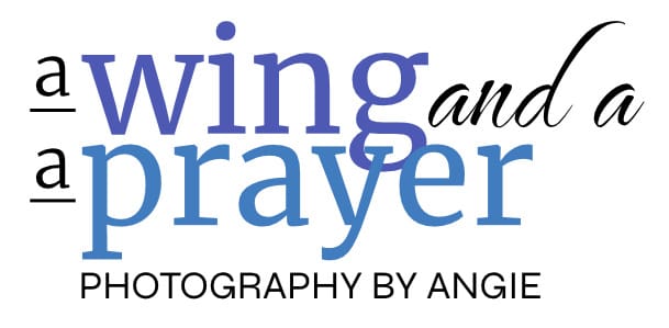A Wing and a Prayer